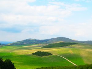 Read more about the article Zaštitimo šume