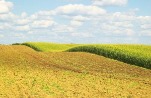 Read more about the article Prirodni erotski stimulatori