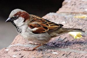 Read more about the article Бујановац на раскрсници светова