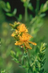 Read more about the article Očajnica