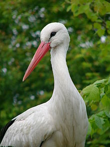 Read more about the article Crnu Goru trese kriza