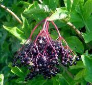 Read more about the article Petar Jovanović o sterilitetu