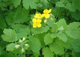 Read more about the article Naše lekovito bilje