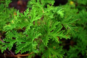 Read more about the article Narodni lek za malokrvnost