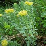 RODIOLA ROZEA