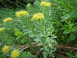 RODIOLA ROZEA